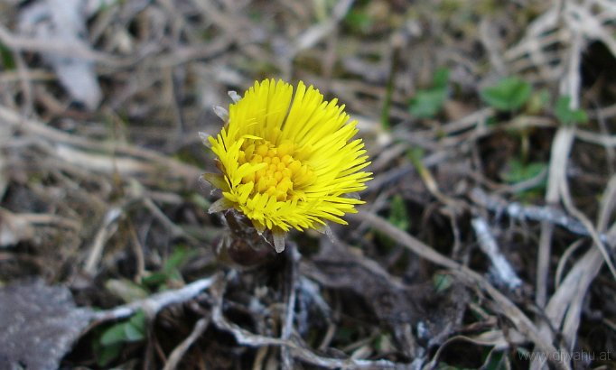 DSC06221-Fruehlingsblume.jpg