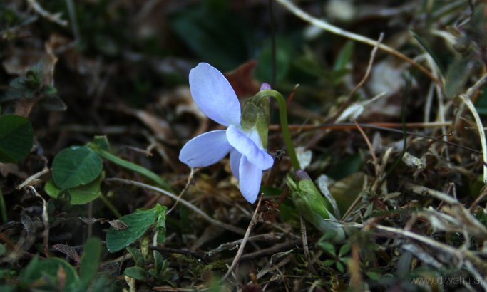 IMG_3674-Blume-.jpg
