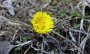 DSC06221-Fruehlingsblume
