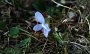 IMG_3674-Blume-