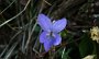 IMG_3677-Blume-
