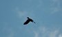 IMG_3687-Raben-Vogel-