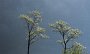 IMG_3864-Baum-Hallstaedter-see-