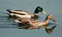 IMG_3920-Enten-