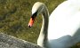IMG_3948-Schwan