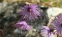 IMG_4121-Blume-