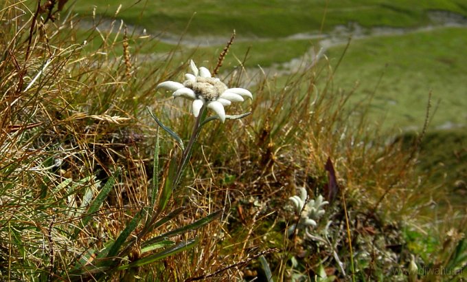 DSC03793-Edelweiss.JPG