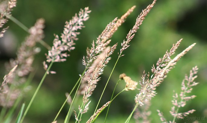IMG_0662-Gras.jpg