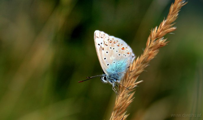 IMG_0713-Schmetterling-HDR.jpg