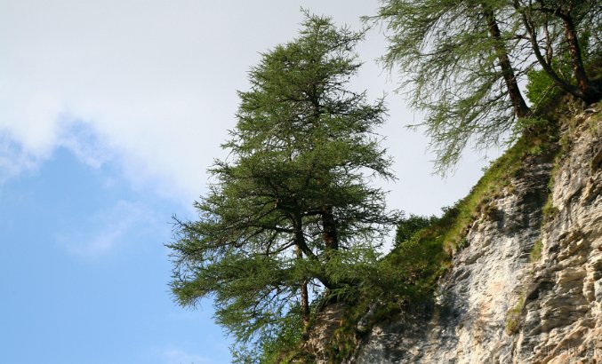 IMG_0756-BaumBacheralm.jpg