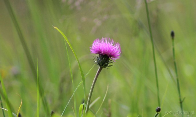 IMG_0759-Blume.jpg