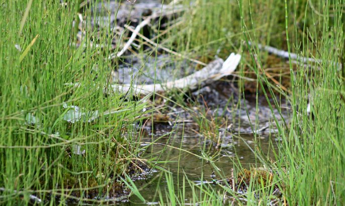 IMG_0762-Gras.jpg