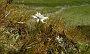 DSC03793-Edelweiss