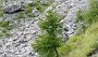 IMG_0666-BaumGisse