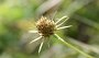 IMG_0698-Blume
