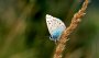 IMG_0713-Schmetterling-HDR
