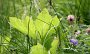IMG_0752-Gras