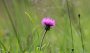 IMG_0759-Blume