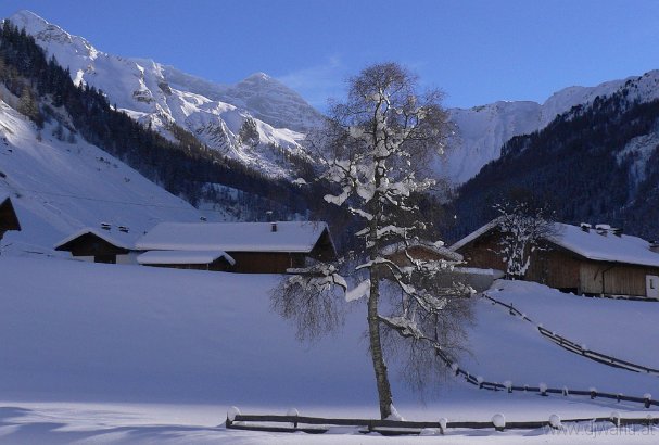 P1000792-BaumOlperer.JPG