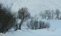 IMG_0344-BaumLawine