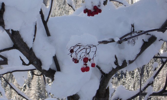 DSC04586-BeerenSchnee-.JPG