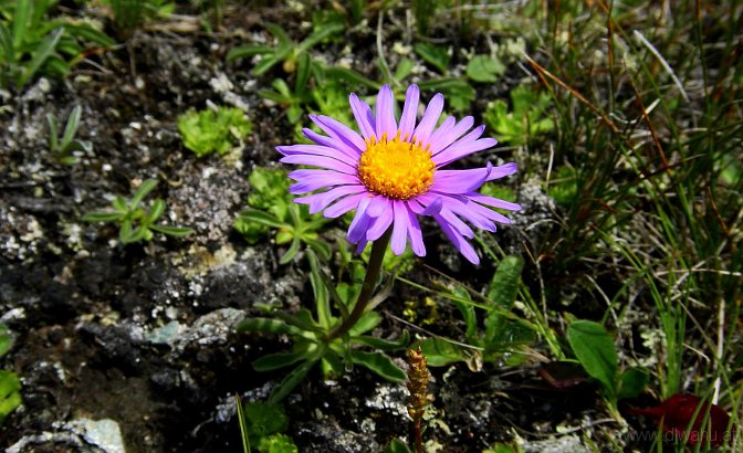 DSC02205-Blume.JPG