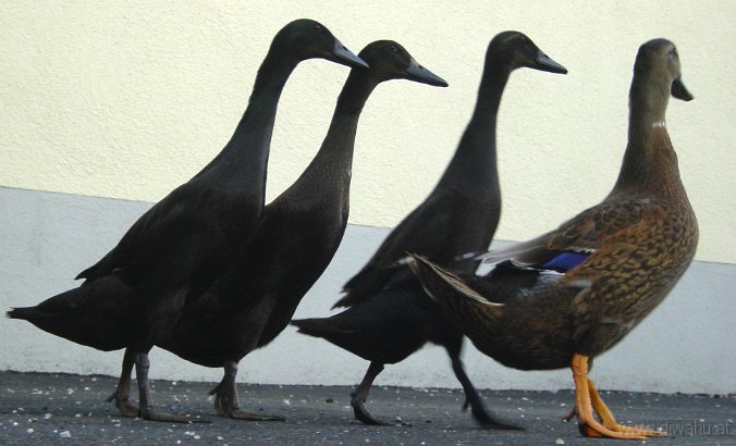 DSC02220-Enten.JPG