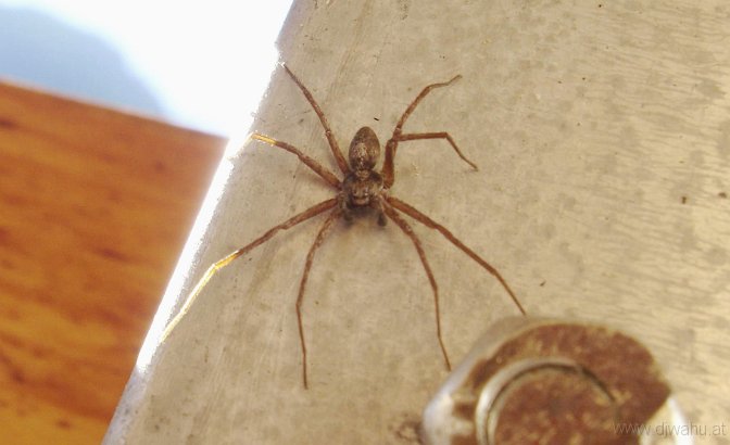 DSC05227-Spinne.JPG
