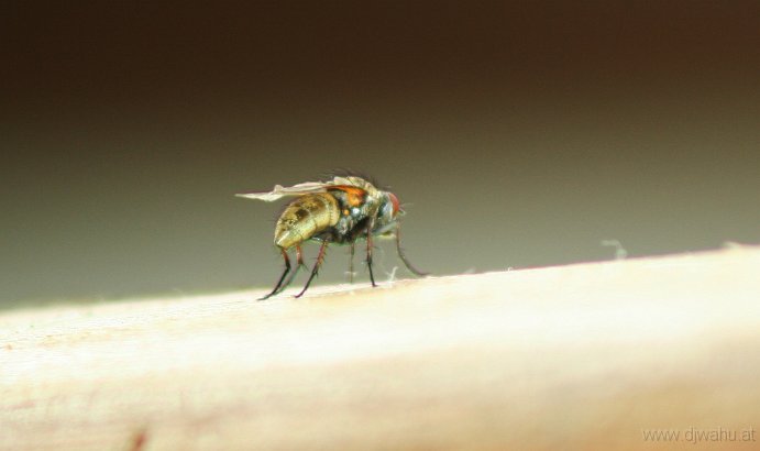 IMG_9665-Fliege.jpg