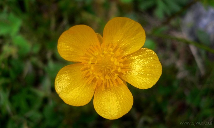 P1000363-Blume.JPG