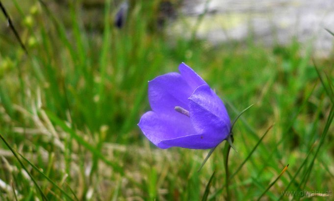 P1000374-Glockenblume.JPG