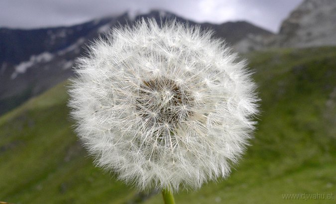 P1000489-Pusteblume.JPG
