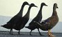 DSC02220-Enten