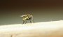IMG_9665-Fliege