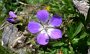 P1000390-BlumeAmeise