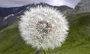 P1000489-Pusteblume