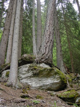 DSC03285-BaumAufStein.JPG