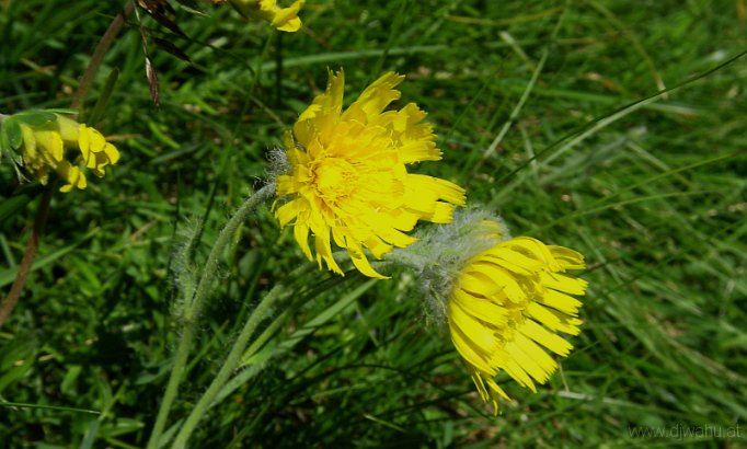 DSC03389-GelbeBlume.JPG