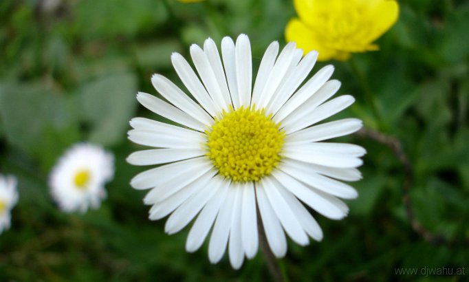 DSC05185-BlumeGelbWeiss.JPG