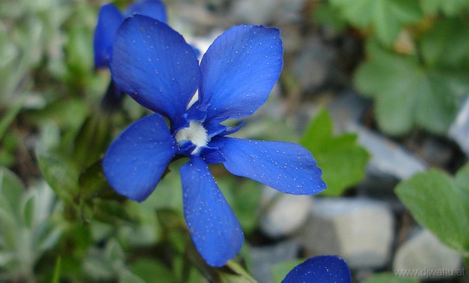 DSC05191-BlumeEnzianBlau.JPG