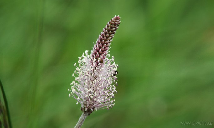 IMG_4414-Blume.jpg