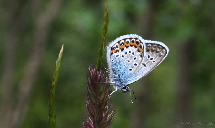 IMG_4443-Schmetterling.jpg