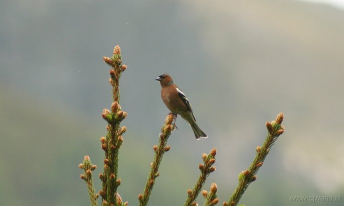 IMG_4463-Buchfink.jpg