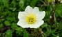 DSC03221-Blume