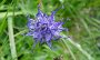 DSC03278-BlumeOhne