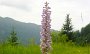 DSC03283-BlumeBaum