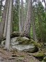 DSC03285-BaumAufStein