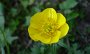 DSC05180-BlumeGelb