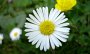 DSC05185-BlumeGelbWeiss