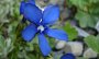 DSC05191-BlumeEnzianBlau